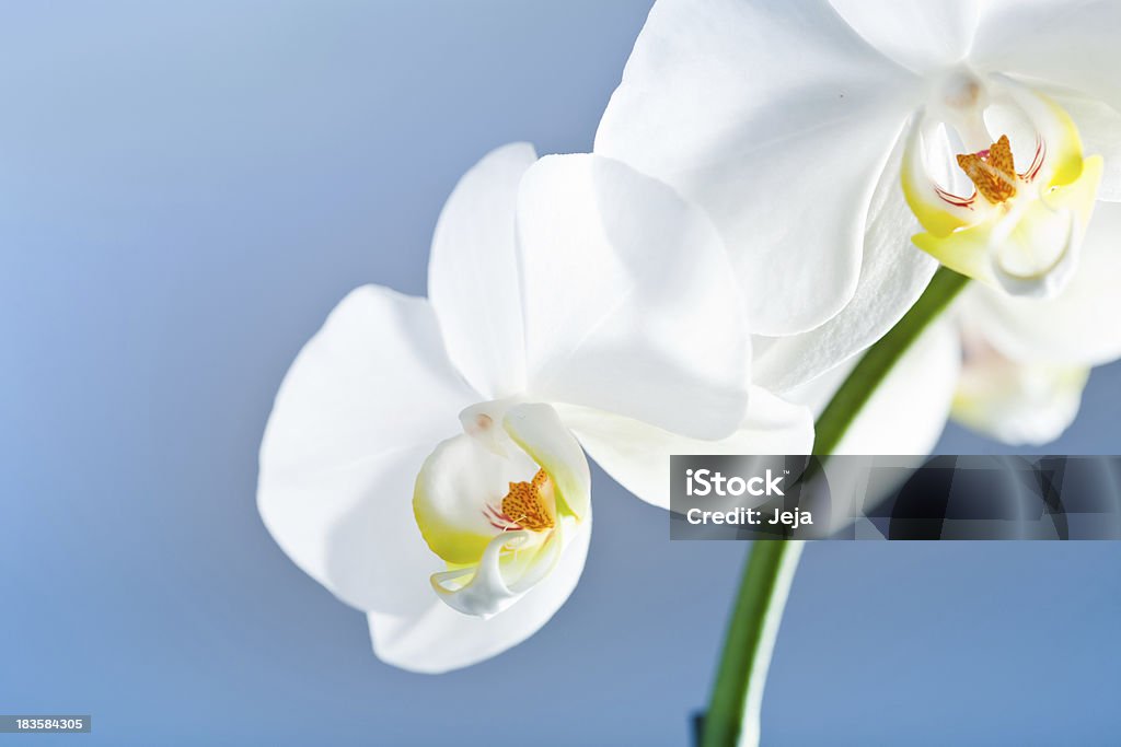 Whte orchid Macro photo of a white orchid plant with shallow depth of field. Asian Culture Stock Photo