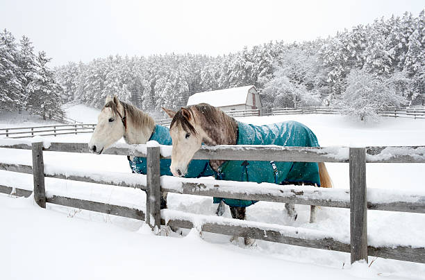 istock Horses standing at Fence 183584312