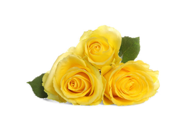 istock Beautiful fresh yellow roses with leaves isolated on white 1835843443