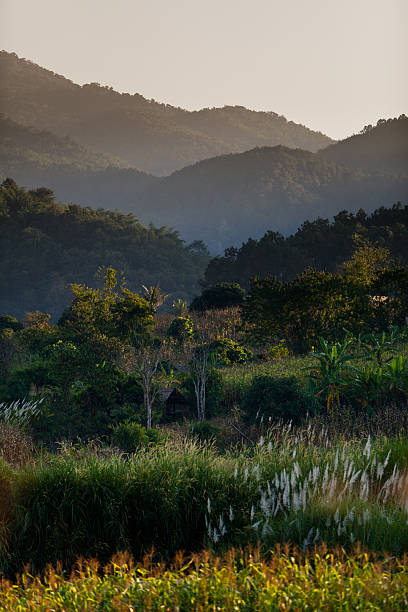 Rural Landscape in the North of Thailand stock photo