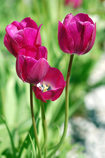 tulipes pourpres - lady tulip photos et images de collection