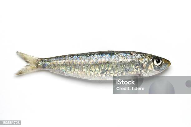 Photo libre de droit de Sardine banque d'images et plus d'images libres de droit de Sardine - Sardine, Objet ou sujet détouré, Fond blanc