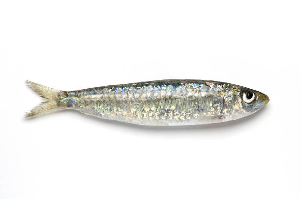 Close-up of sardine against white background Fresh sardine isolated on white background and it was taken as a studio shot. sardine photos stock pictures, royalty-free photos & images