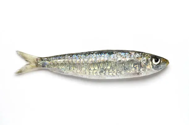 Fresh sardine isolated on white background and it was taken as a studio shot.