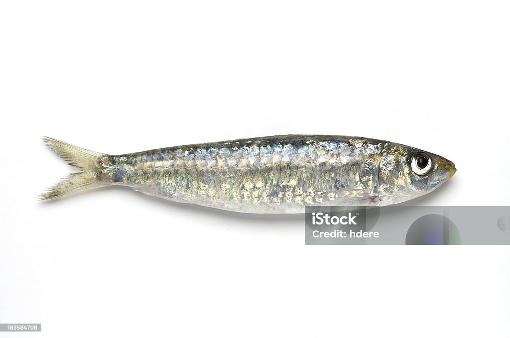 Sardinha - Foto de stock de Sardinha royalty-free