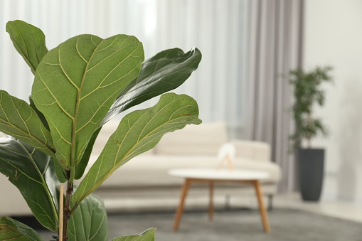 Fiddle Fig or Ficus Lyrata plant with green leaves at home, closeup. Space for text