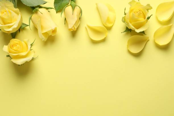 istock Beautiful roses and petals on yellow background, flat lay. Space for text 1835848209