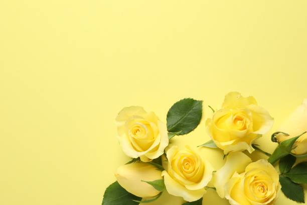istock Beautiful roses on yellow background, flat lay. Space for text 1835848210