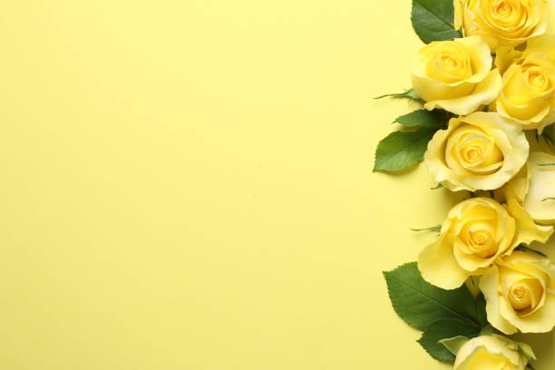 istock Beautiful roses on yellow background, flat lay. Space for text 1835848219