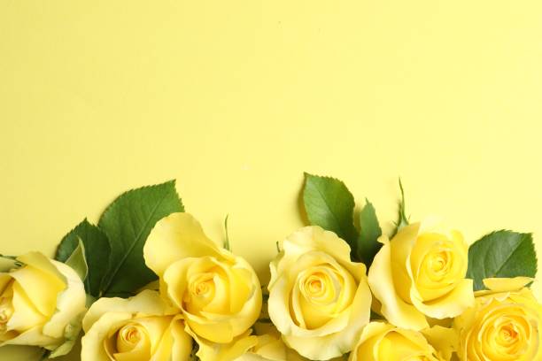 istock Beautiful roses on yellow background, flat lay. Space for text 1835848223
