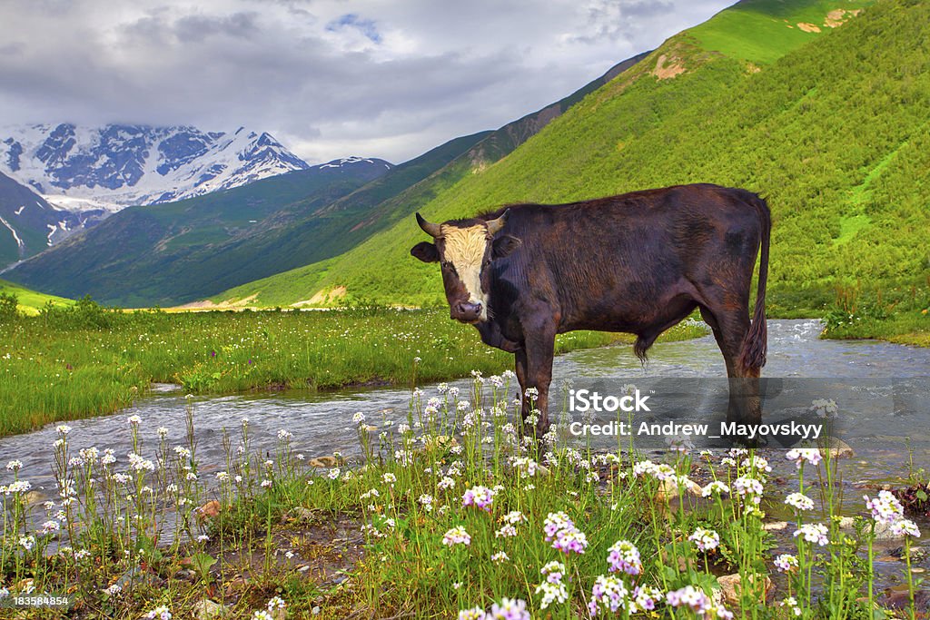 Rind auf der gießen in die Berge. - Lizenzfrei Agrarbetrieb Stock-Foto