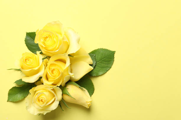 istock Beautiful roses on yellow background, flat lay. Space for text 1835849278