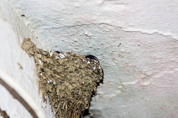 istock Swalow nest with swallow babies 183585120
