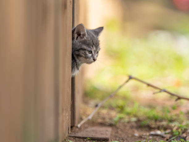 Portrait of a beautiful kitty