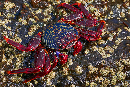 Maldivian crab close-up photo. Selective focus.