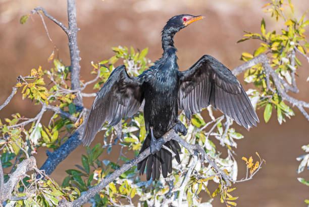 istock A Great Cormorant Drying Its Wings 1835855027