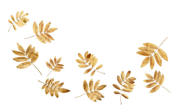 istock Golden autumn leaves flying on white background 1835859211
