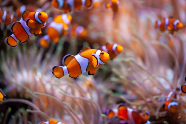 istock Orange clownfish, Amphiprion percula 1835860798