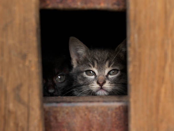 istock Portrait of a cute kitty 1835863458