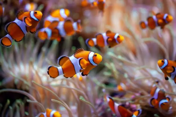 Photo of Orange clownfish, Amphiprion percula