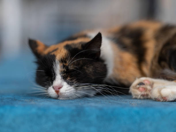 istock Portrait of a cute kitty 1835864527