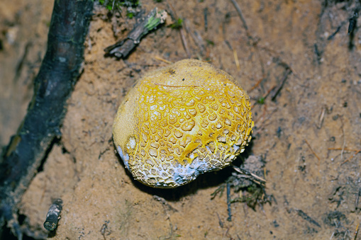 A common earthball fungus, Scleroderma citrinum, on a forest floor.