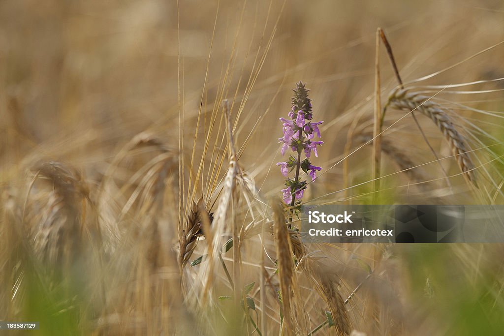 Fiore nel grano - Foto de stock de Cereal royalty-free