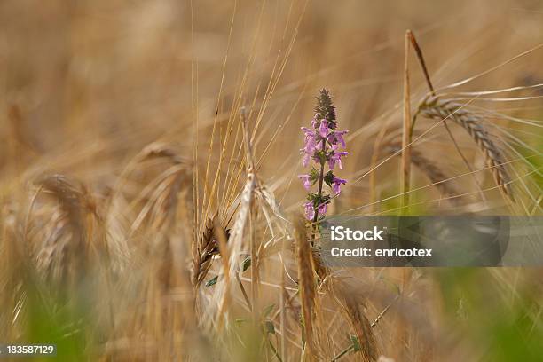 Foto de Fiore Nel Grano e mais fotos de stock de Cereal - Cereal, Colheita, Crescimento