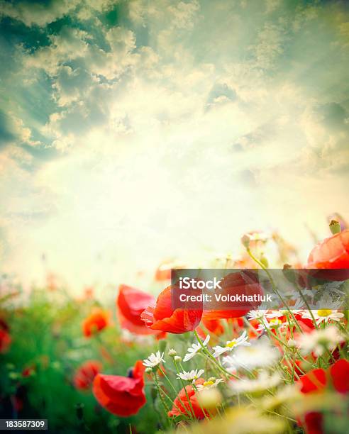 Poppy Flowers Stock Photo - Download Image Now - Agriculture, Blue, Cloudscape