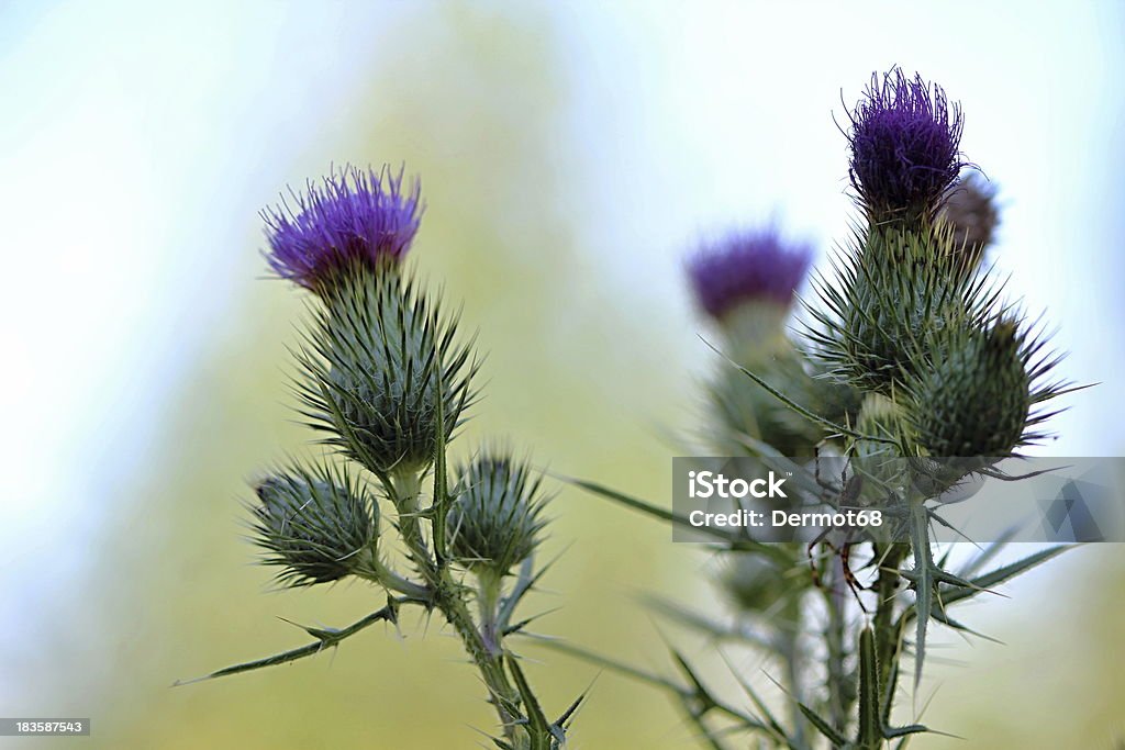 Thistle in the Summer Wood Photo of Thistle in the Summer Wood Scottish Thistle Stock Photo