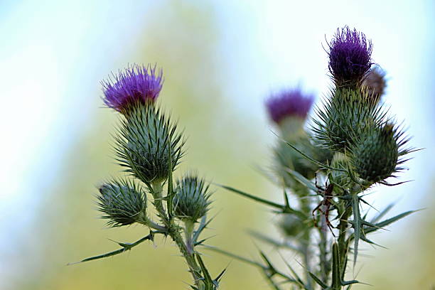 Thistle in the Summer Wood stock photo