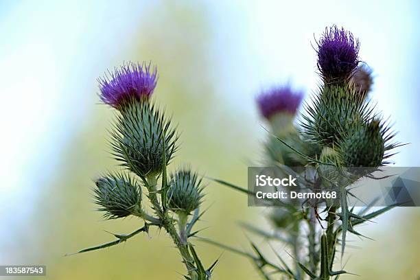 Thistle In The Summer Wood Stock Photo - Download Image Now - Scottish Thistle, Alternative Medicine, Backgrounds