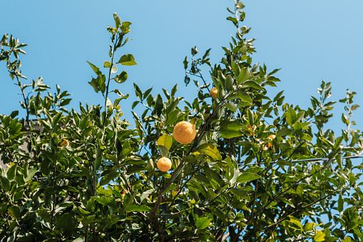 Cropped shot of an unrecognizable woman picking oranges from an orange tree in an orchard