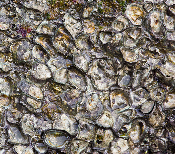 istock texture made of shell and stone pieces. 183587711
