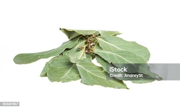 Aromatische Bay Blätter Isoliert Auf Weißem Hintergrund Stockfoto und mehr Bilder von Ast - Pflanzenbestandteil