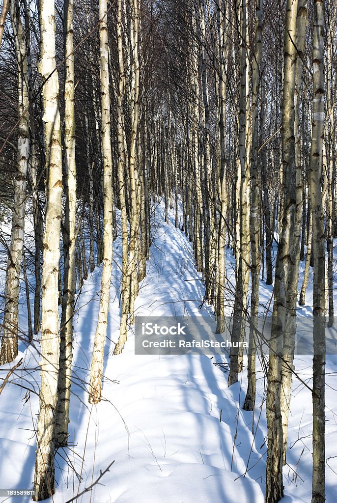 Birken - Lizenzfrei Ast - Pflanzenbestandteil Stock-Foto