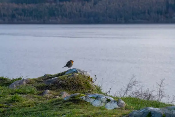 A European robin bird is on a stone near Loch Ness at Inverness, Scotland.