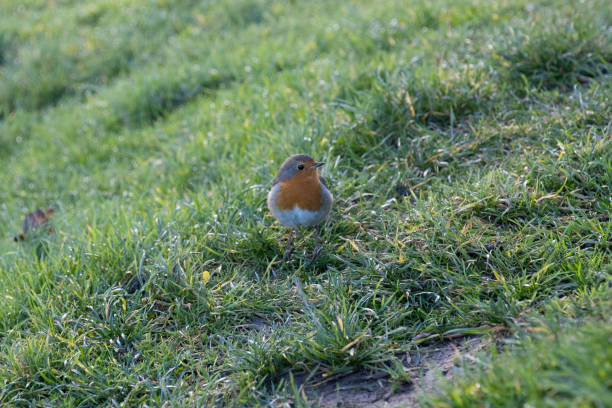A European robin looking at the camera and posing on the grass.