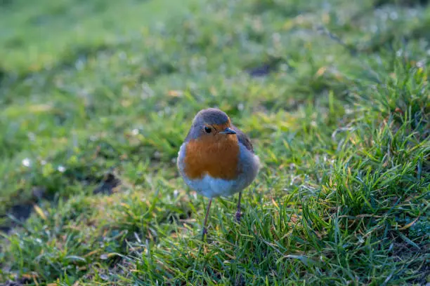 A European robin looking at the camera and posing on the grass.