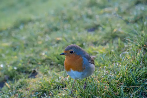 A European robin looking at the camera and posing on the grass.