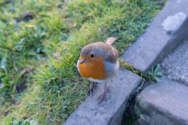 A European robin looking at the camera and posing on the stone sidewalk.
