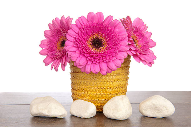 Pink Gerbera in yellow basket with four white rocks