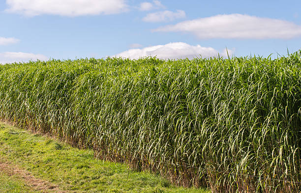 miscanthus giganteus - biomass crop