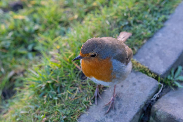 A European robin looking at the camera and posing on the stone sidewalk.