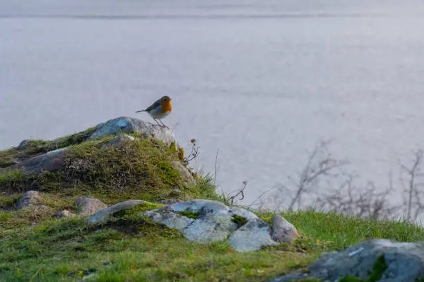 A European robin bird is on a stone near Loch Ness at Inverness, Scotland.