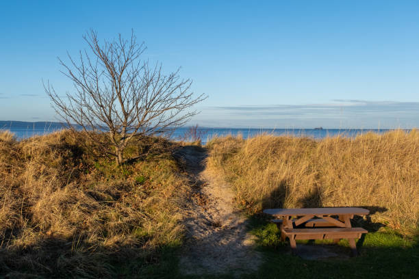 istock Tree without Leaves at Nairn Beach Bright Day 1835903467