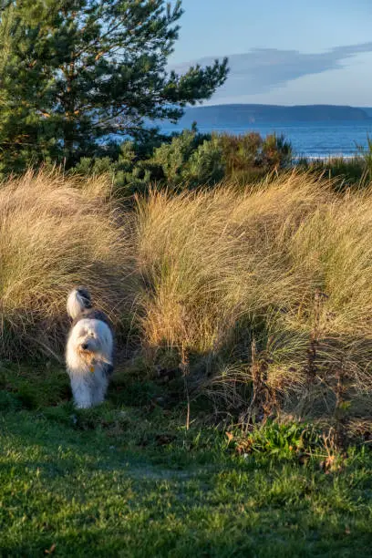 A white dog standing and looking around at the beach seaside at Nairn.