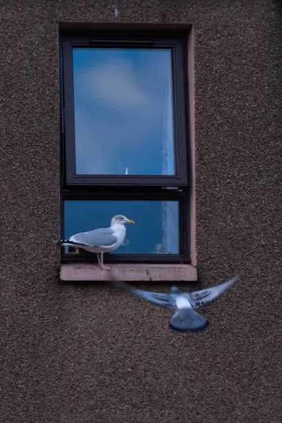 A seagull is sitting on the outside of a house's window, a pigeon is flying towards it.