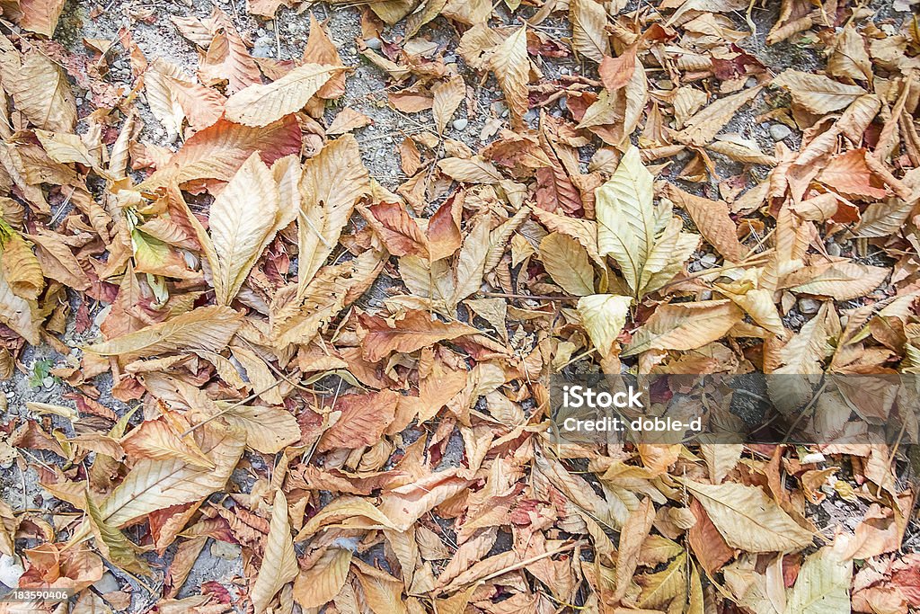 Осенние листья фон - Стоковые фото Без людей роялти-фри