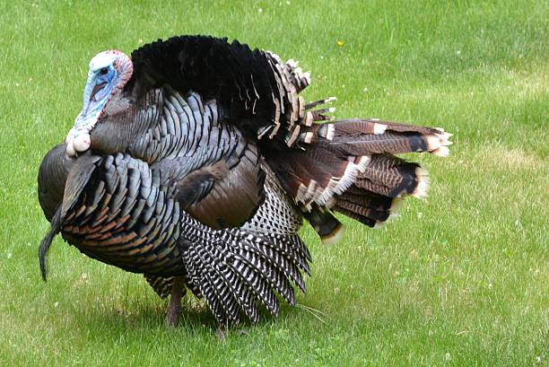 Turkey Strut stock photo